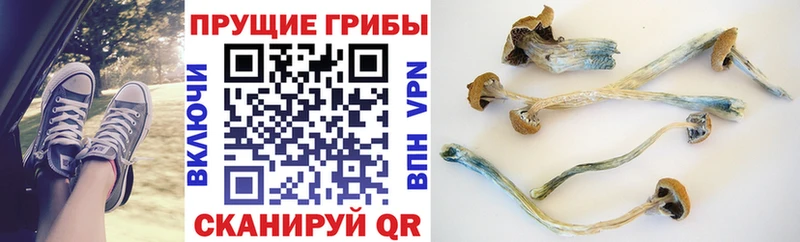 Псилоцибиновые грибы Psilocybe  дарнет шоп  Ува 